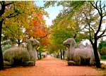 The sacred way leading to the Ming Xiao Tomb